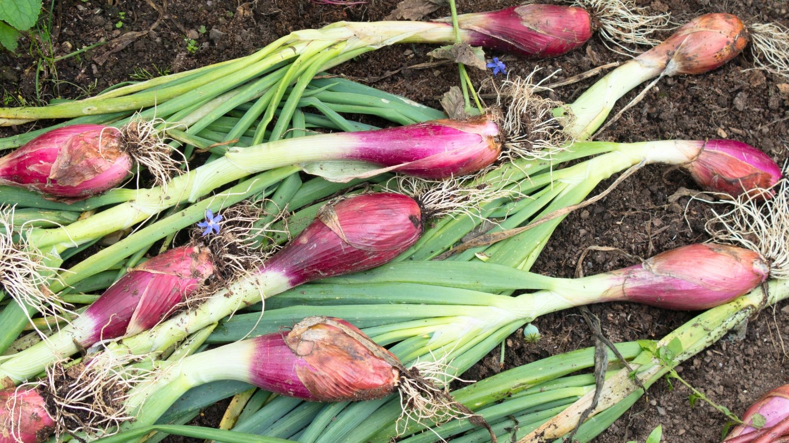 Elongated bulbs with magenta-red skin and long, green leafy stalks are scattered on the ground.