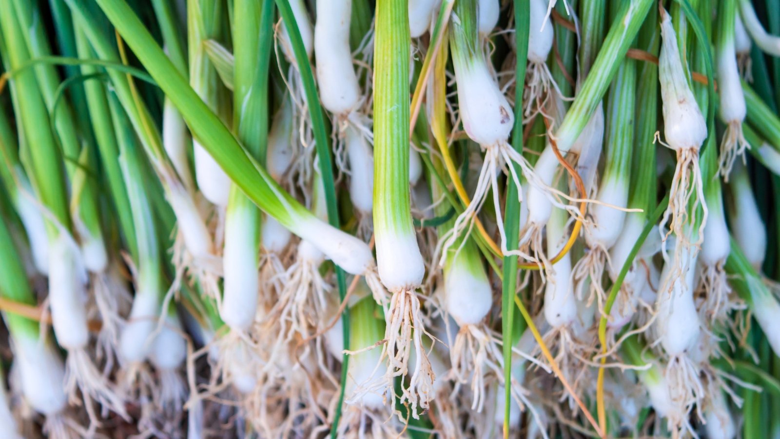 A close-up shows a bundle of white, elongated bulbs with thin, bright green stems and visible root systems.