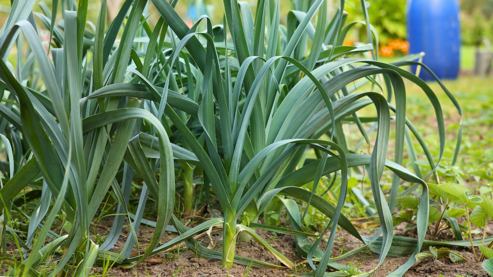 Plants with long, cylindrical white stems topped with flat, broad, dark green leaves growing upright in the garden bed.
