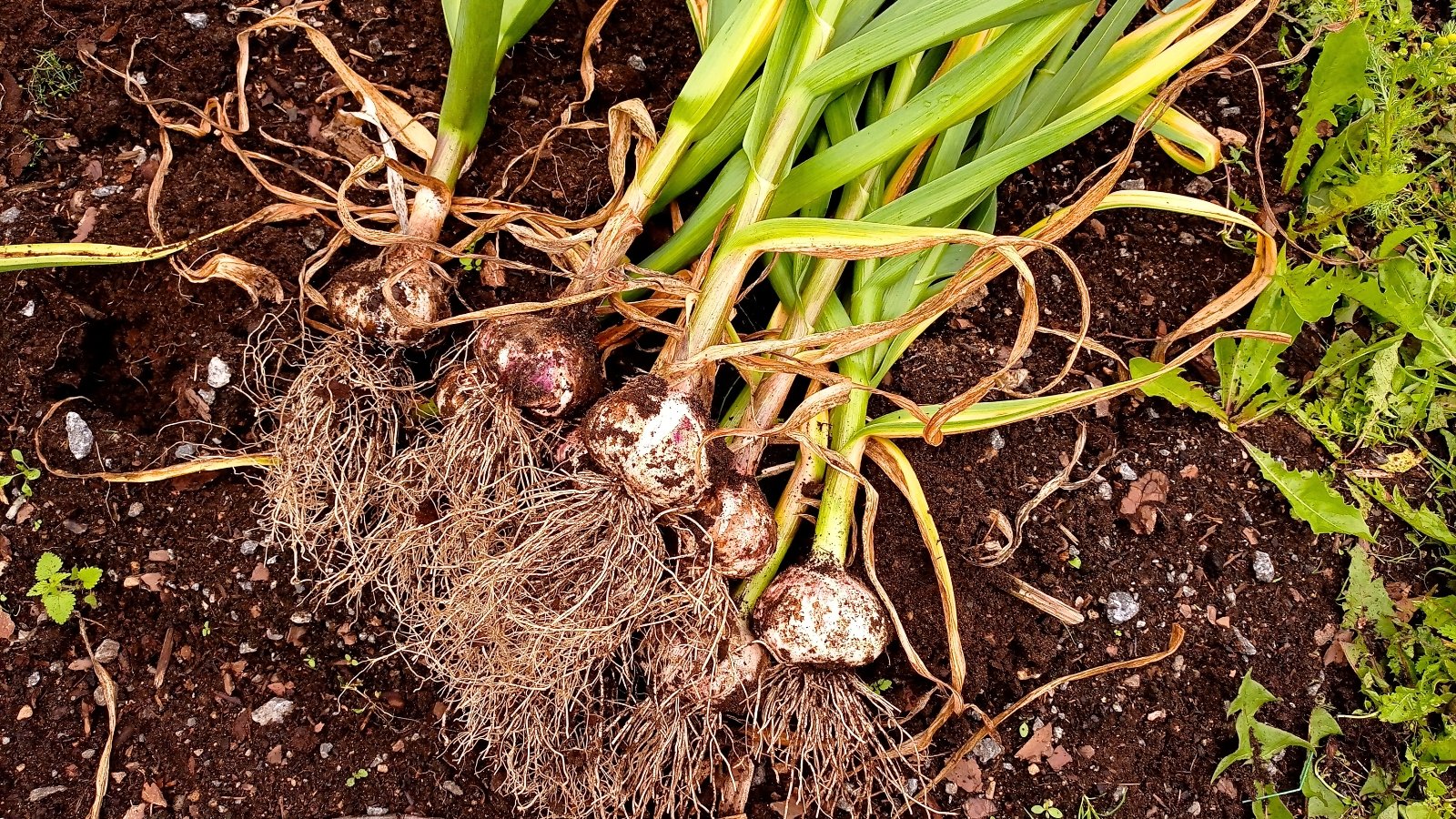 A cluster of round, papery bulbs with tangled, fibrous roots and long, green, sword-like leaves lying on dark, rich soil.