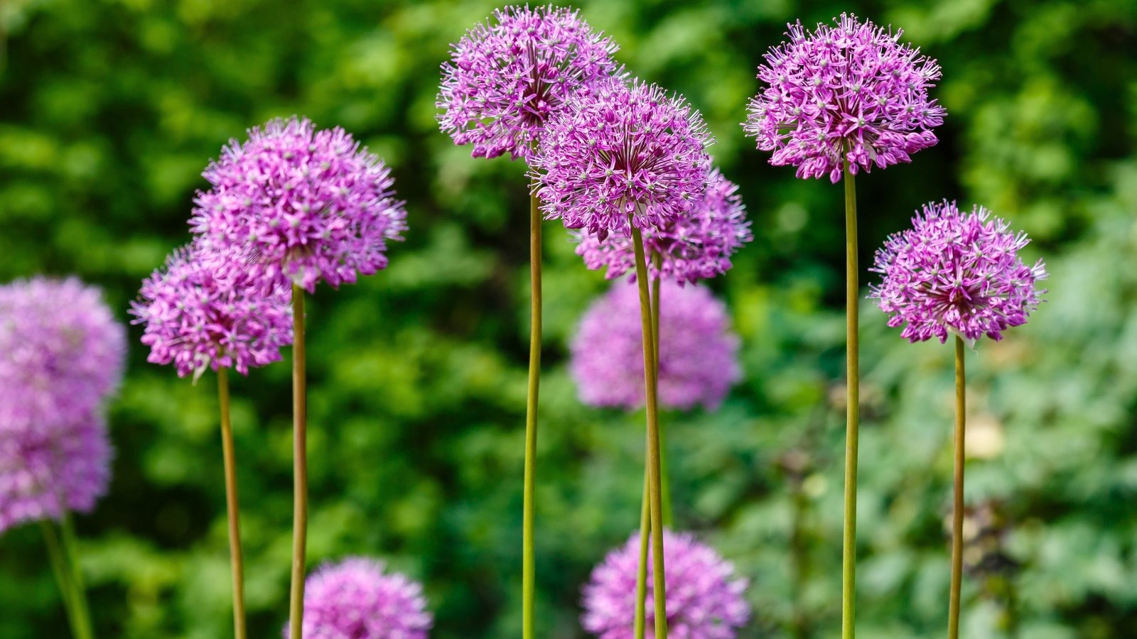Several spherical clusters of tiny, star-shaped, bright pink-purple flowers rise on long, slender green stems.