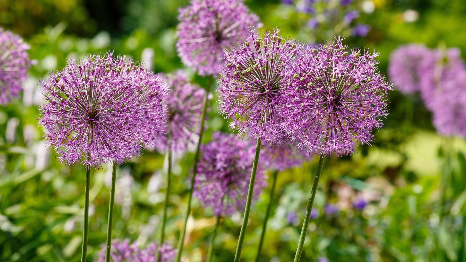 Tall, upright stems crowned with dense, globe-shaped clusters of tiny purple flowers, with slender green leaves at the base.
