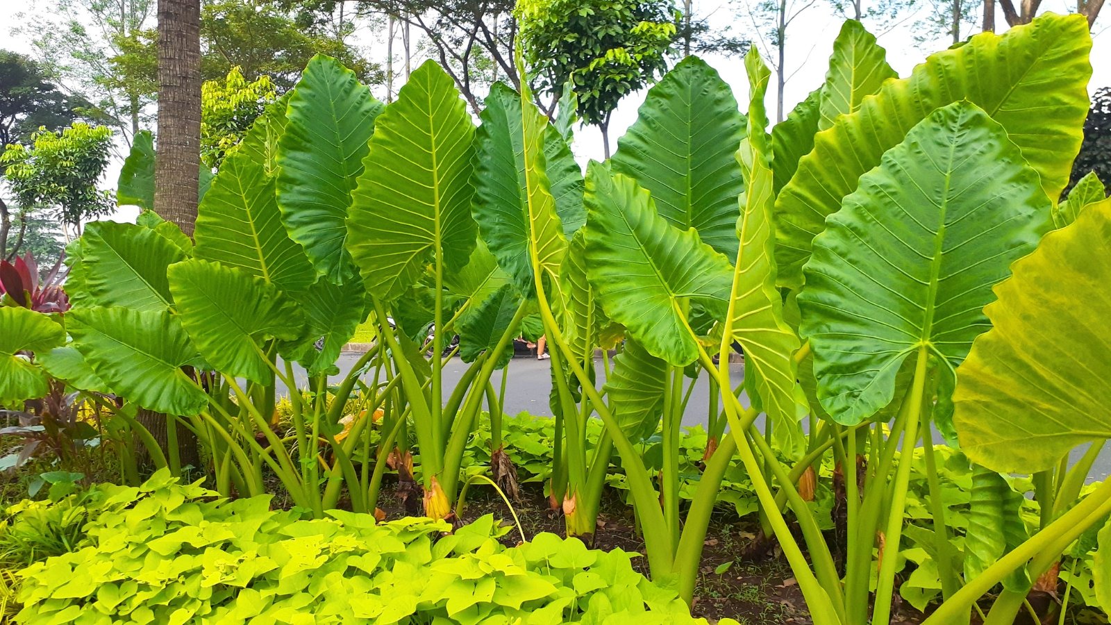 A row of large, upright green leaves with deep veins, growing on thick stems in a garden bed.