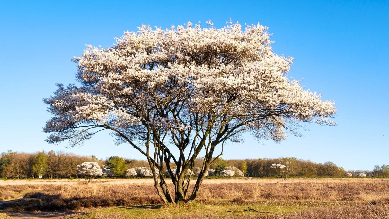 A large deciduous tree with a wide, spreading crown of small white blossoms against a clear blue sky.