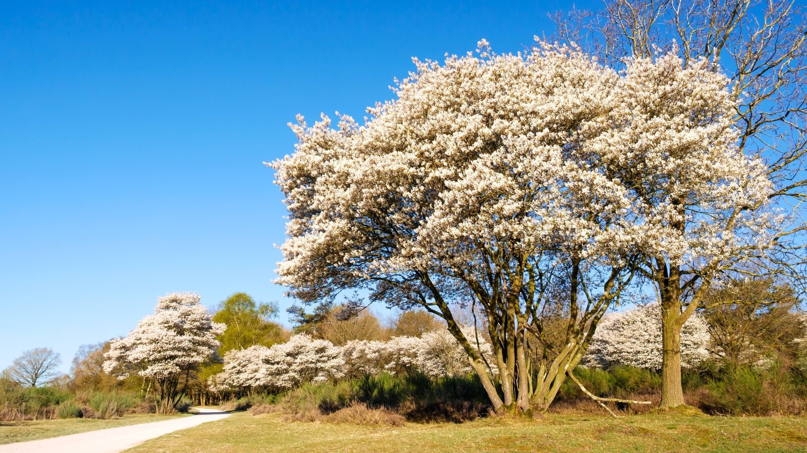 A large, rounded tree with a full canopy of tiny white blossoms stands in a grassy field under a bright blue sky.