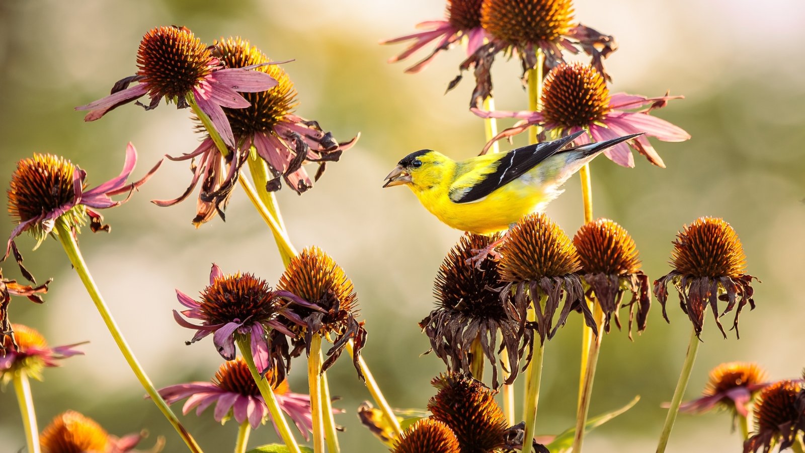 Male American Goldfinch with bright yellow plumage and black cap feeding on dried purple coneflower seed heads in the garden.