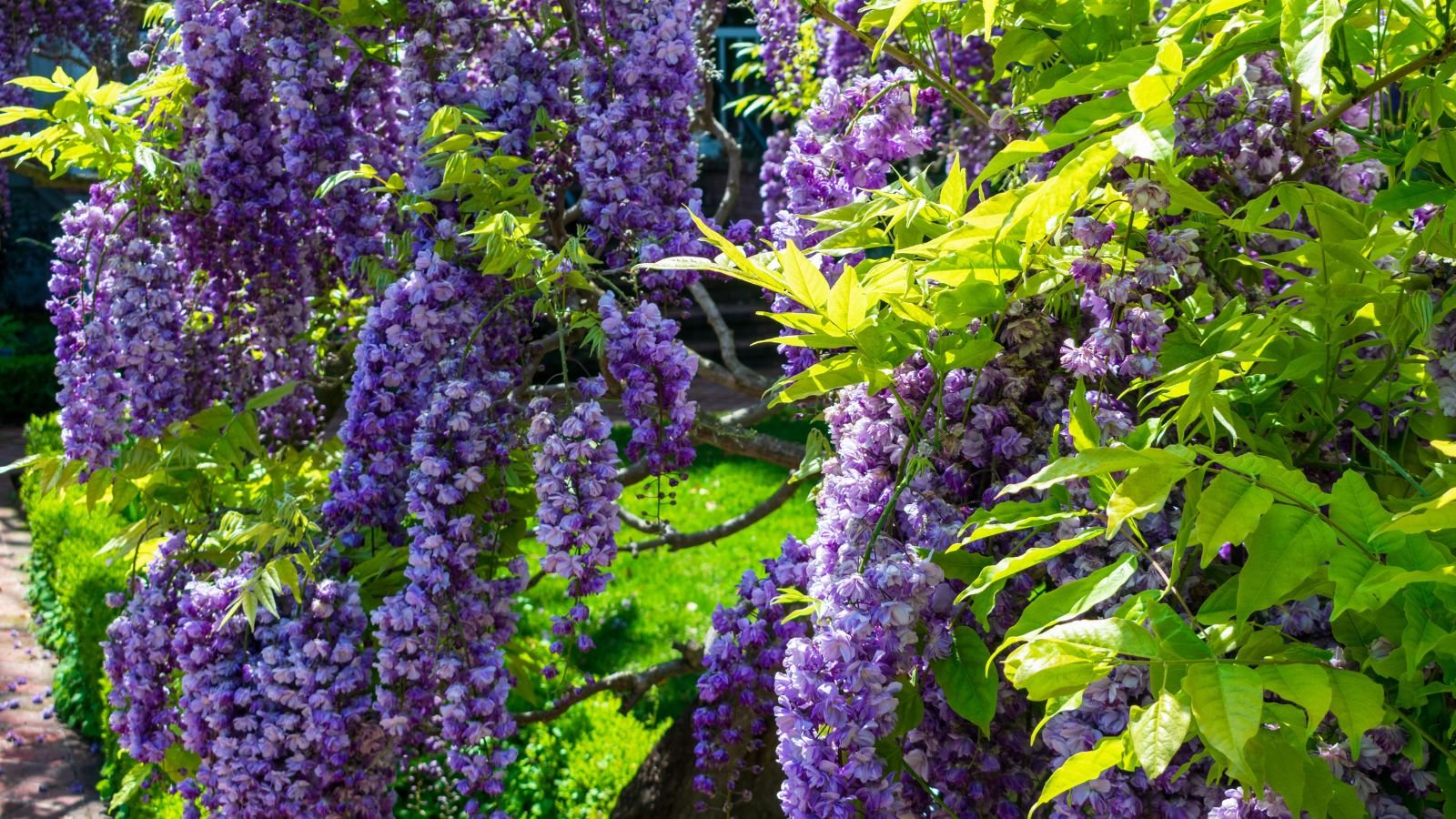 A close-up shot of a composition of dangling purple colored flowers alongside vibrant green leaves of the American Wisteria, all situated in a well lit area outdoors