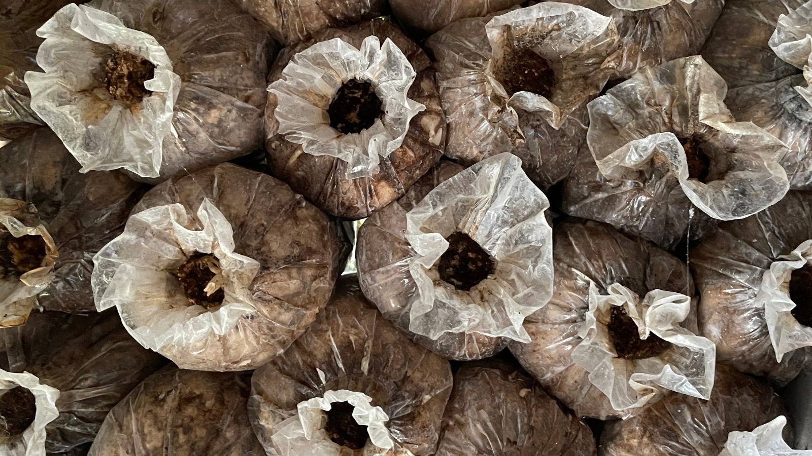 An area with countless bags growing Agaricus bisporus, having a small opening on top of each bag