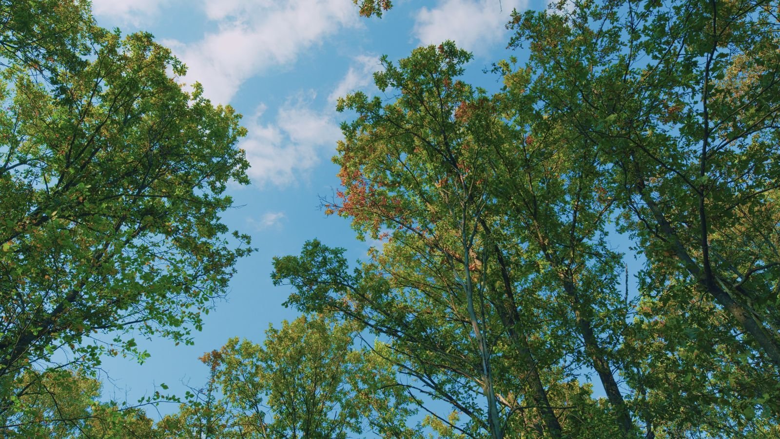 An area with multiple Quercus coccinea with green leaves with some branches having a tinge of red with the lovely sky in the background