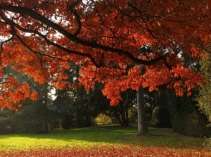 An area with scarlet oak trees appearing to have strong trunks and red leaves looking lovely under the warm sunlight