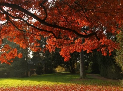 An area with scarlet oak trees appearing to have strong trunks and red leaves looking lovely under the warm sunlight