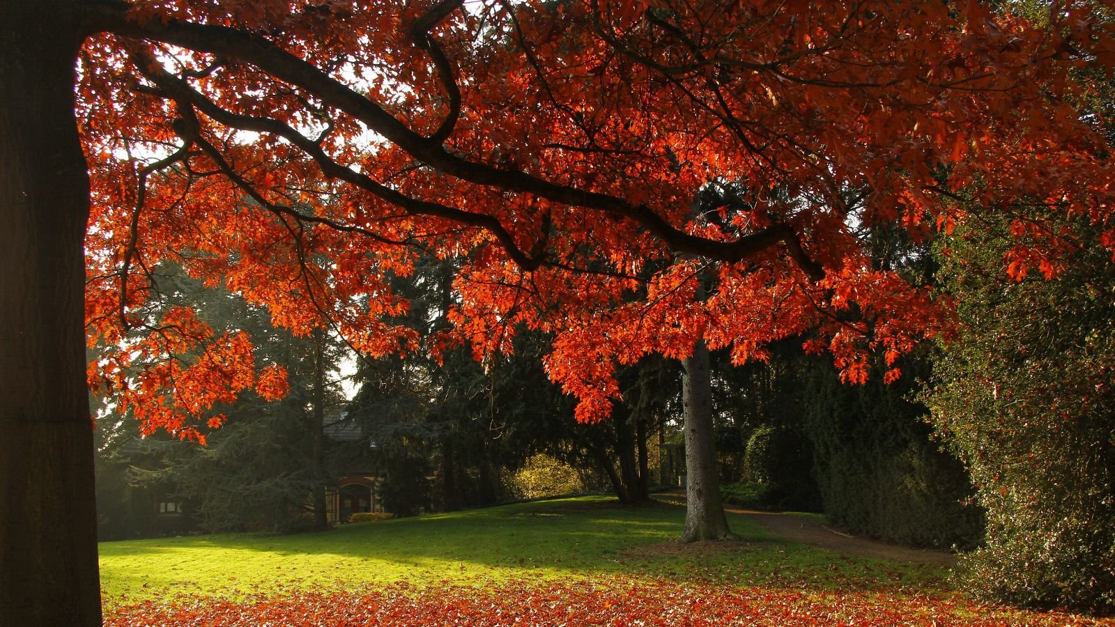 An area with scarlet oak trees appearing to have strong trunks and red leaves looking lovely under the warm sunlight