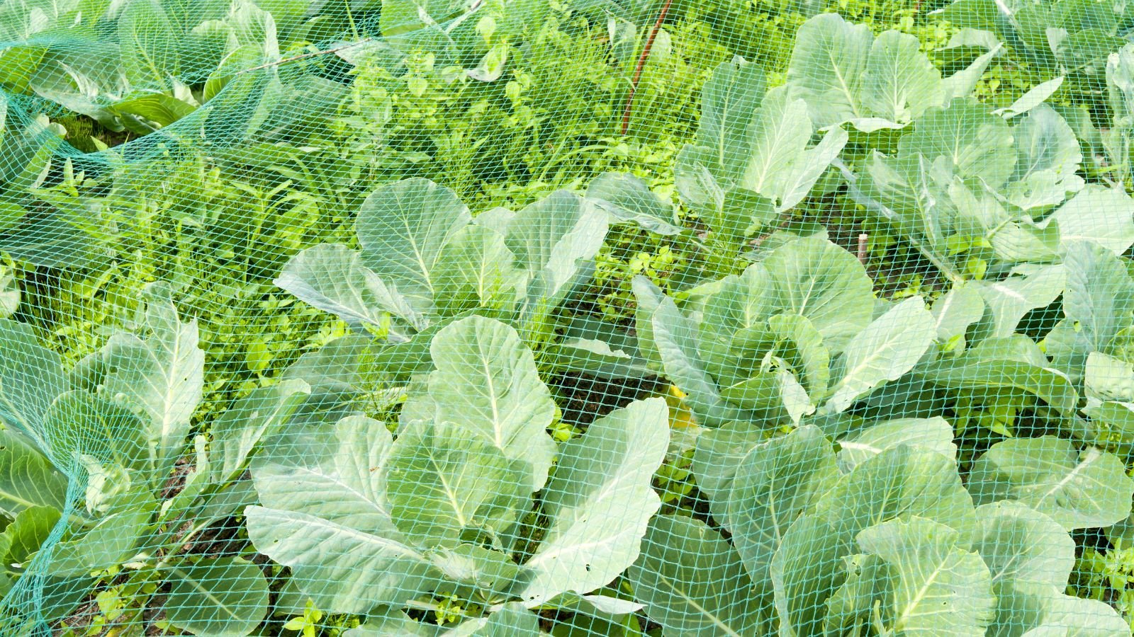An overhead and close-up shot of a composition of leafy green covered with insect netting, all situated in a well lit area outdoors