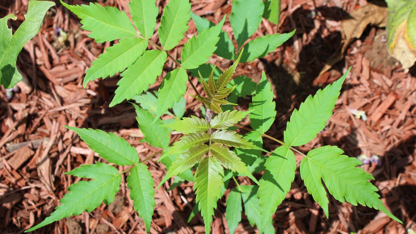An overhead and close-up shot of a composition of pinnate green colored leaves of a flowering shrub in a well lit area outdoors