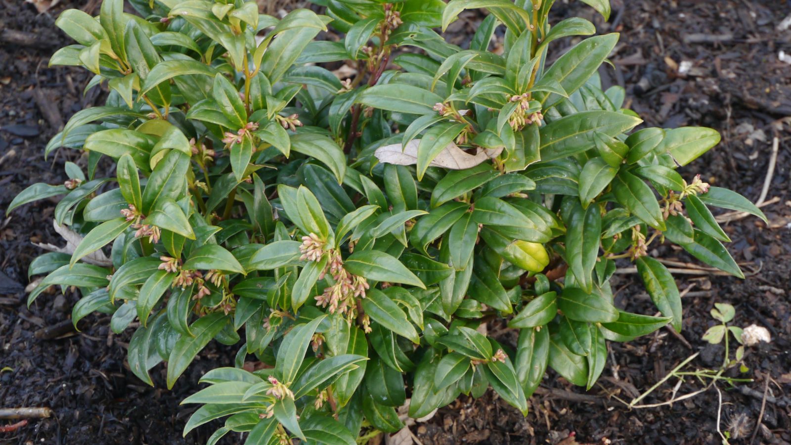 An overhead and close-up shot of a developing flowering plant on rich soil, showcasing its flower buds, and arching green stems and leaves