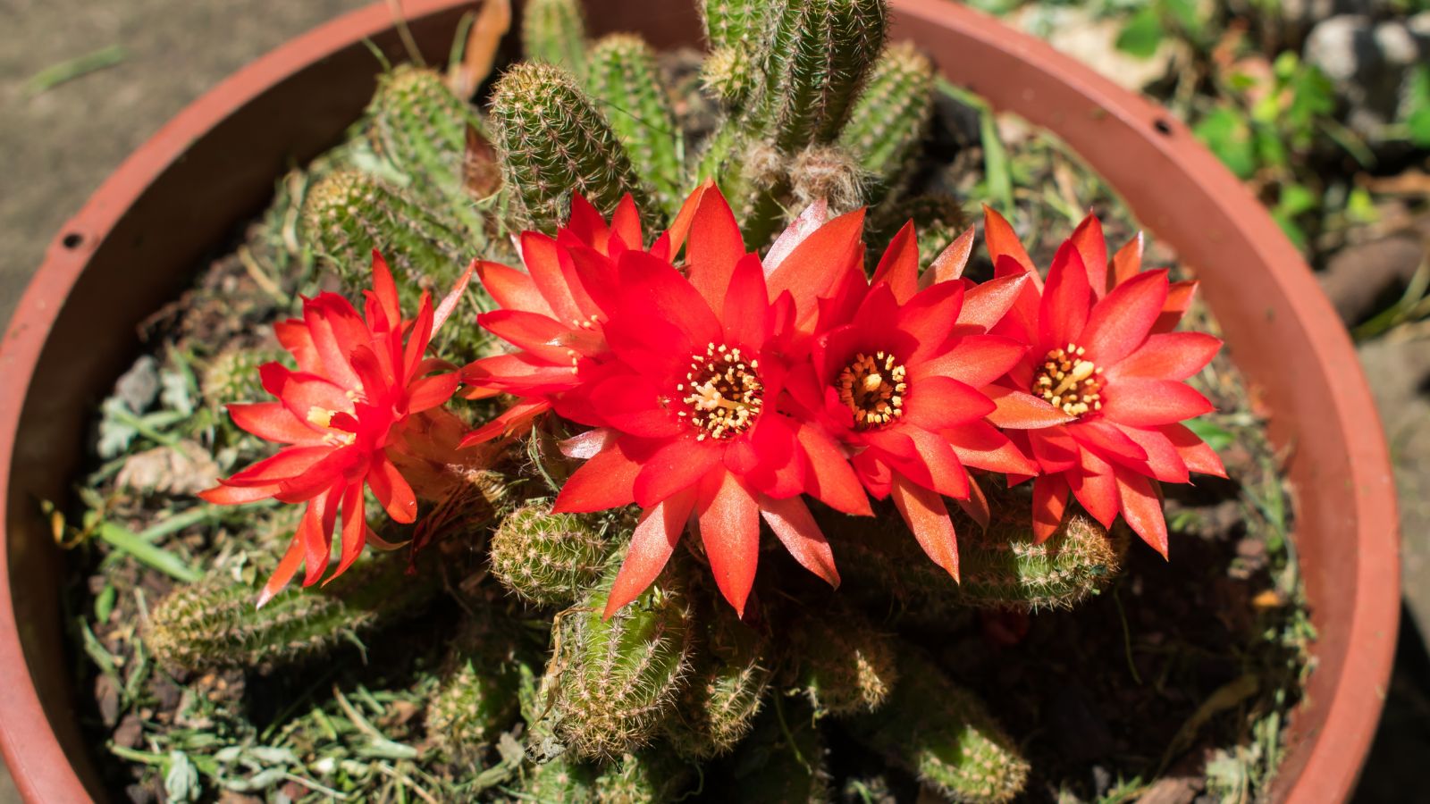 An overhead and close-up shot of a developing succulent and its red-orange flowers, all placed in a large pot, basking in bright sunlight outdoors