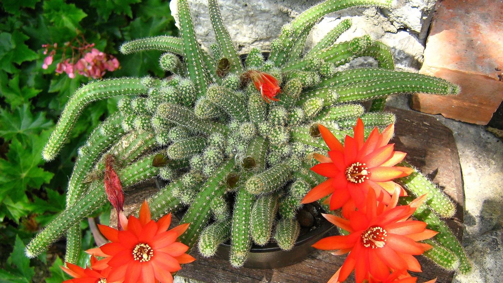 An overhead and close-up shot of a developing succulent, showcasing its long drooping prickly succulent stems with blooming red flowers