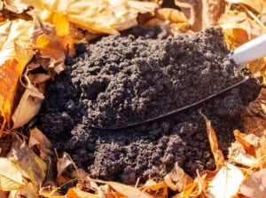 An overhead and close-up shot of a hand trowel filled with organic compost, placed along fallen dead leaves, showcasing fall fertilization
