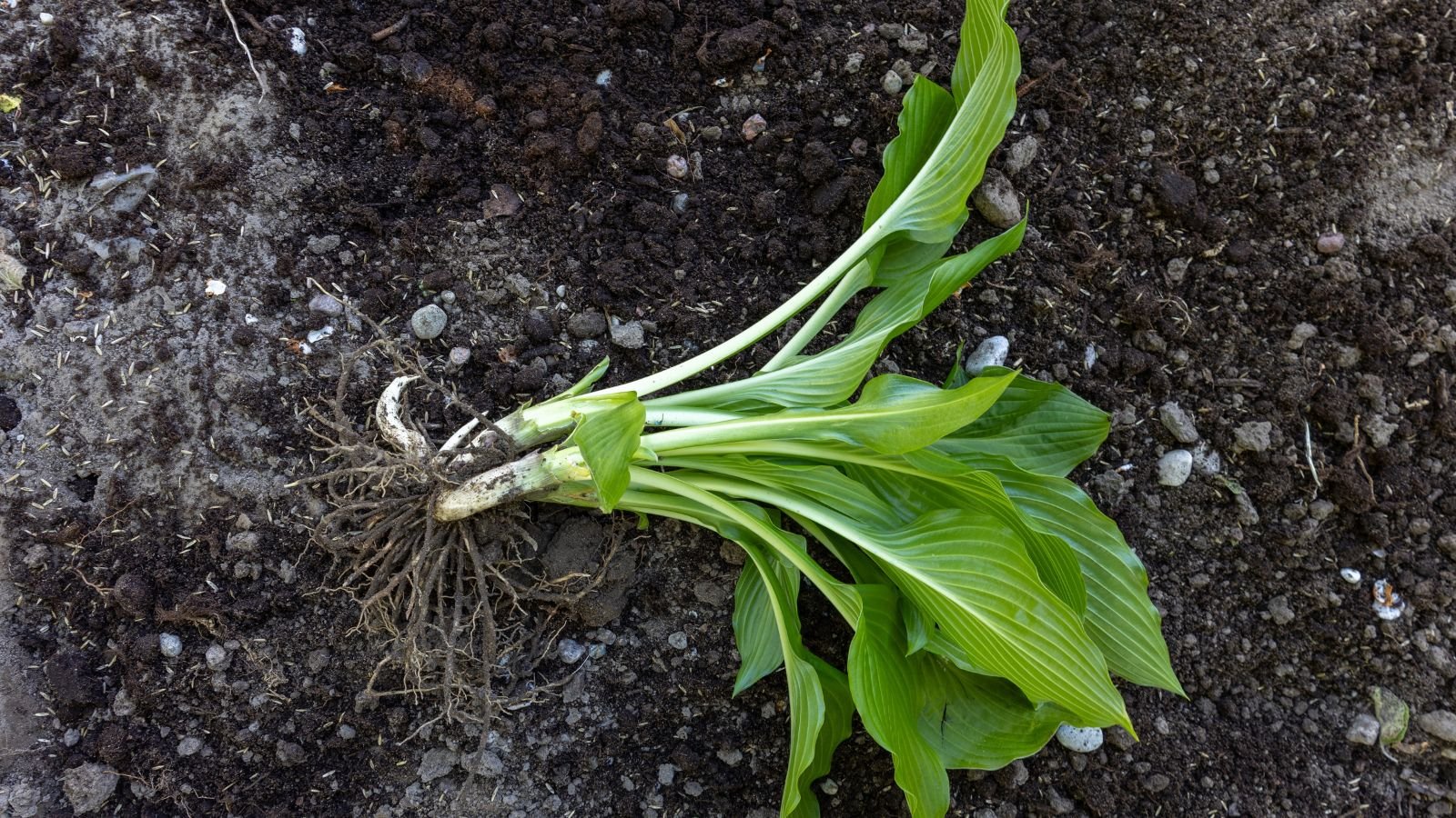 An overhead shot of a hosta plant placed on rich soil outdoors, being prepared for mound layering