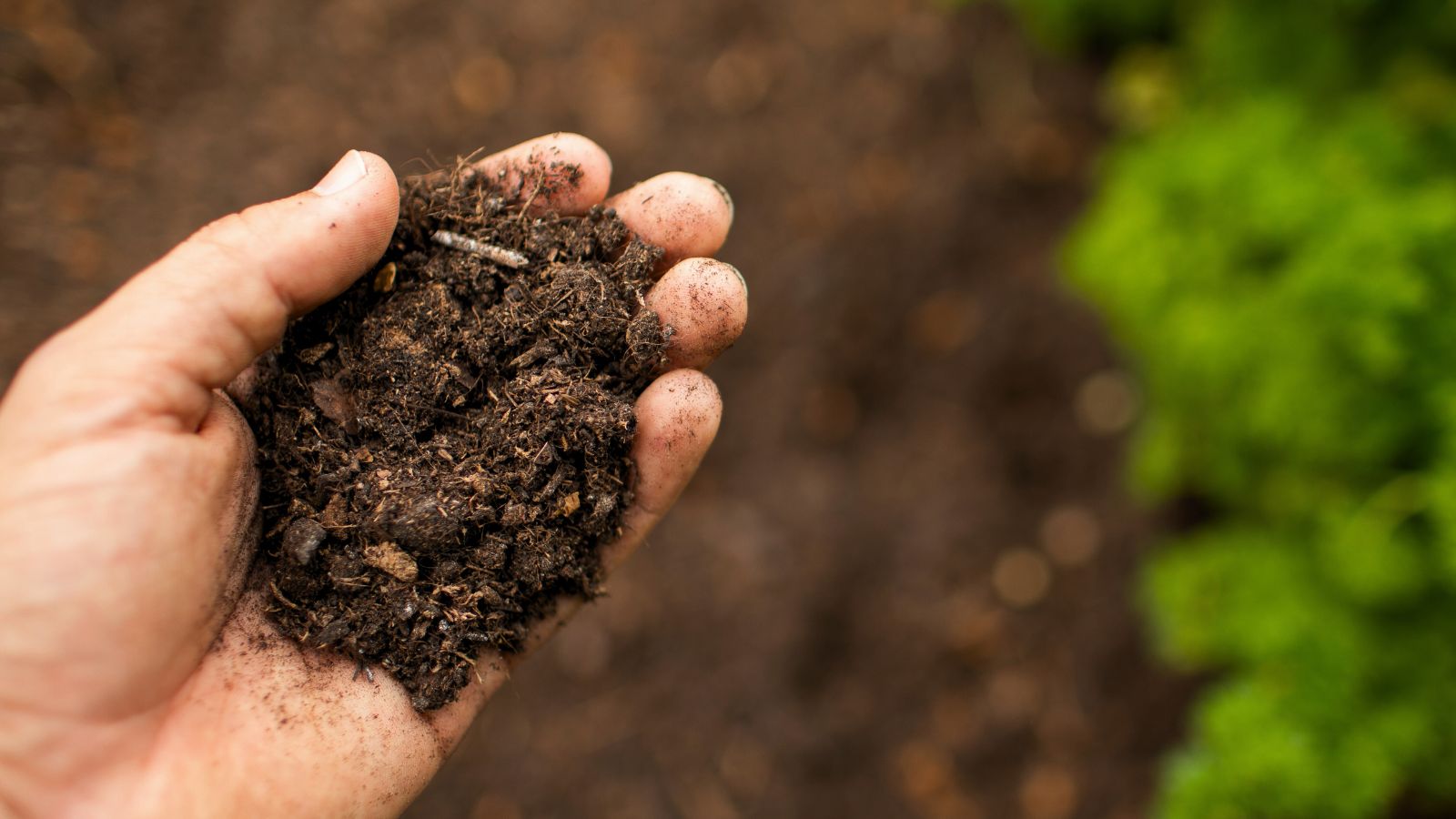 An overhead shot of a person's hand holding a pile of rich, moist soil, situated in a well lit area outdoors