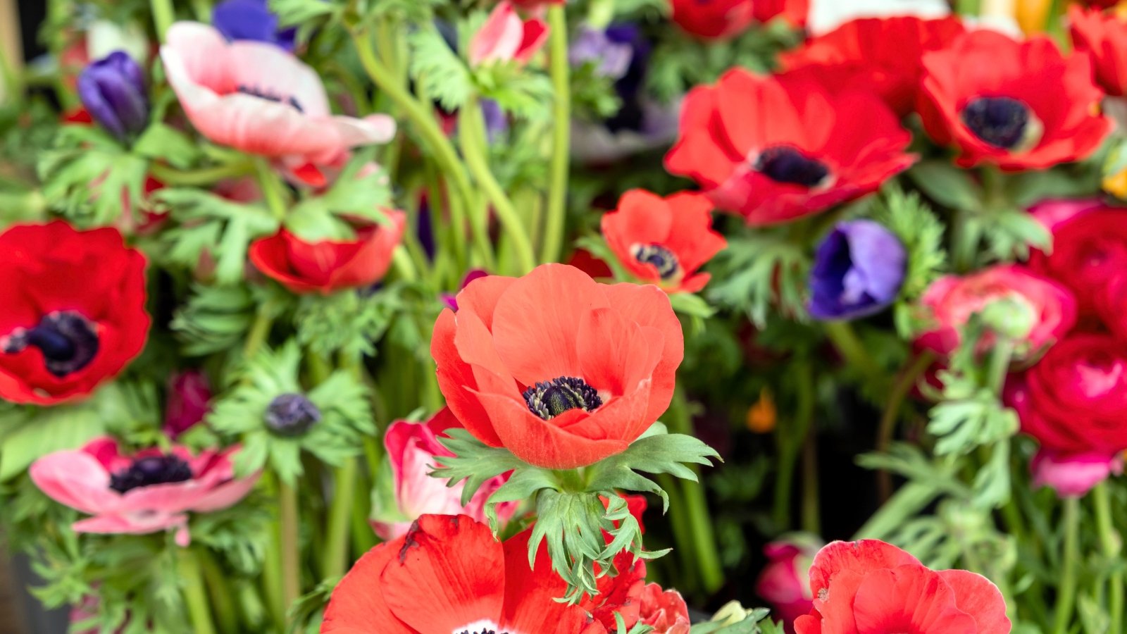 Vibrant multicolored flowers in shades of red, pink, purple, and white with dark centers and delicate green foliage.