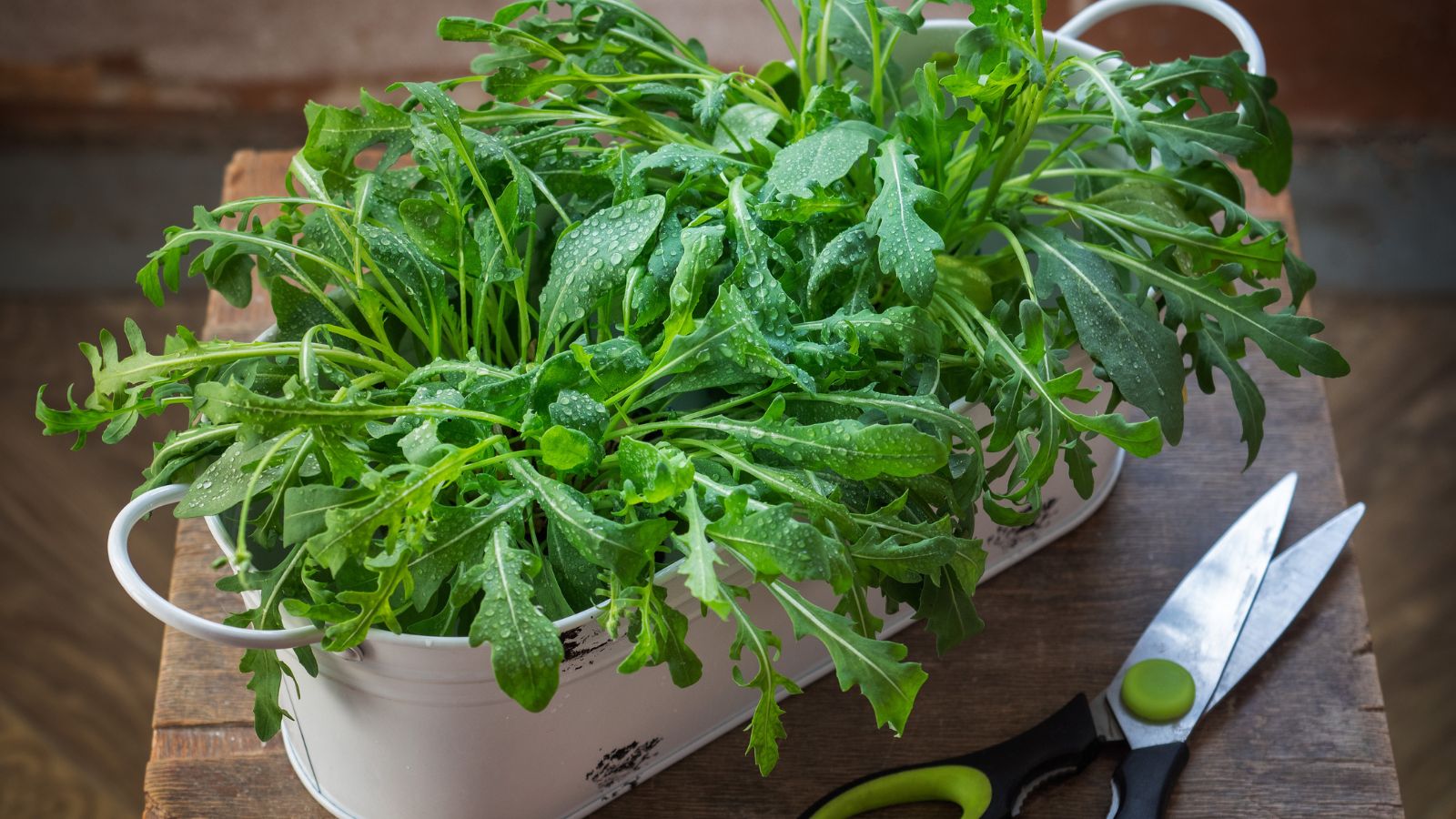 An overhead and close-up shot of a developing Annual Arugula plant, placed on a metal pot beside a scissor indoors