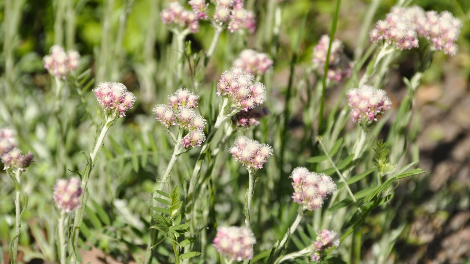 Mat-forming perennial with silvery-gray, woolly leaves and clusters of small pinkish-white button-like flowers on slender stems.