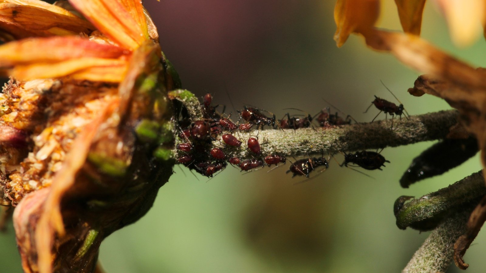 Close-up of a stem densely covered in brown-black aphids, holding a withered orange flower with a dry seed head and shriveled petals.