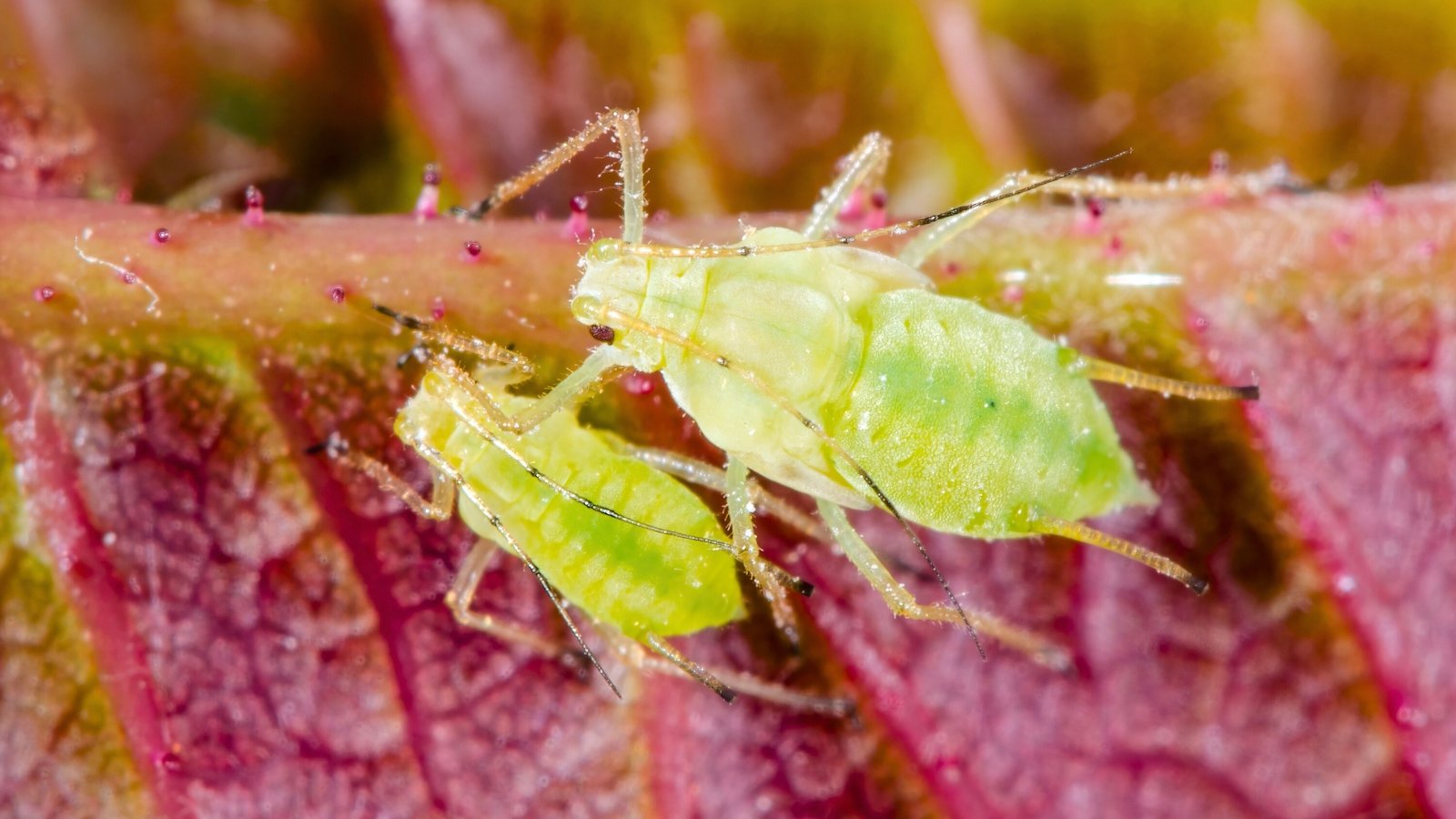 Two small, plump, pale green insects with short antennae and long legs cling to a red stem covered in tiny bumps.