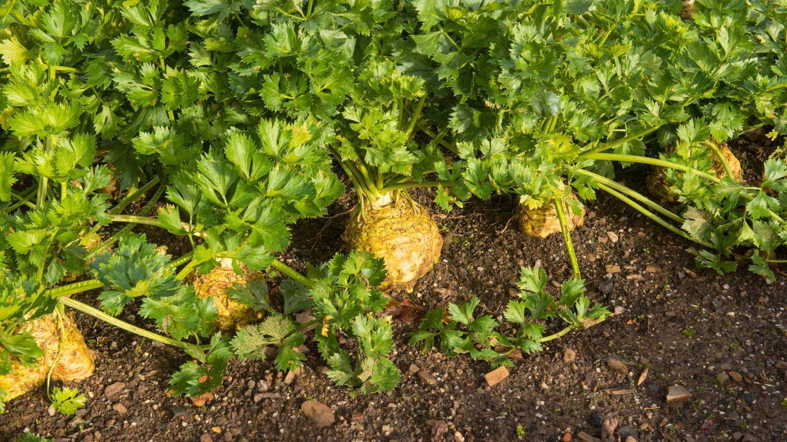 Several large, rough, pale yellow root globes are partially visible above the dark soil, each topped with a thick crown of lush, finely divided green leaves.
