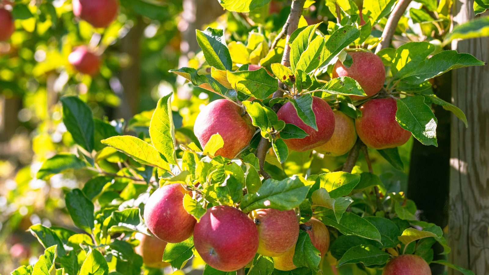 Tree with a sturdy trunk, spreading branches covered in oval green leaves, and clusters of glossy pink fruits hanging brightly in the warm sunlight of a sunny garden.