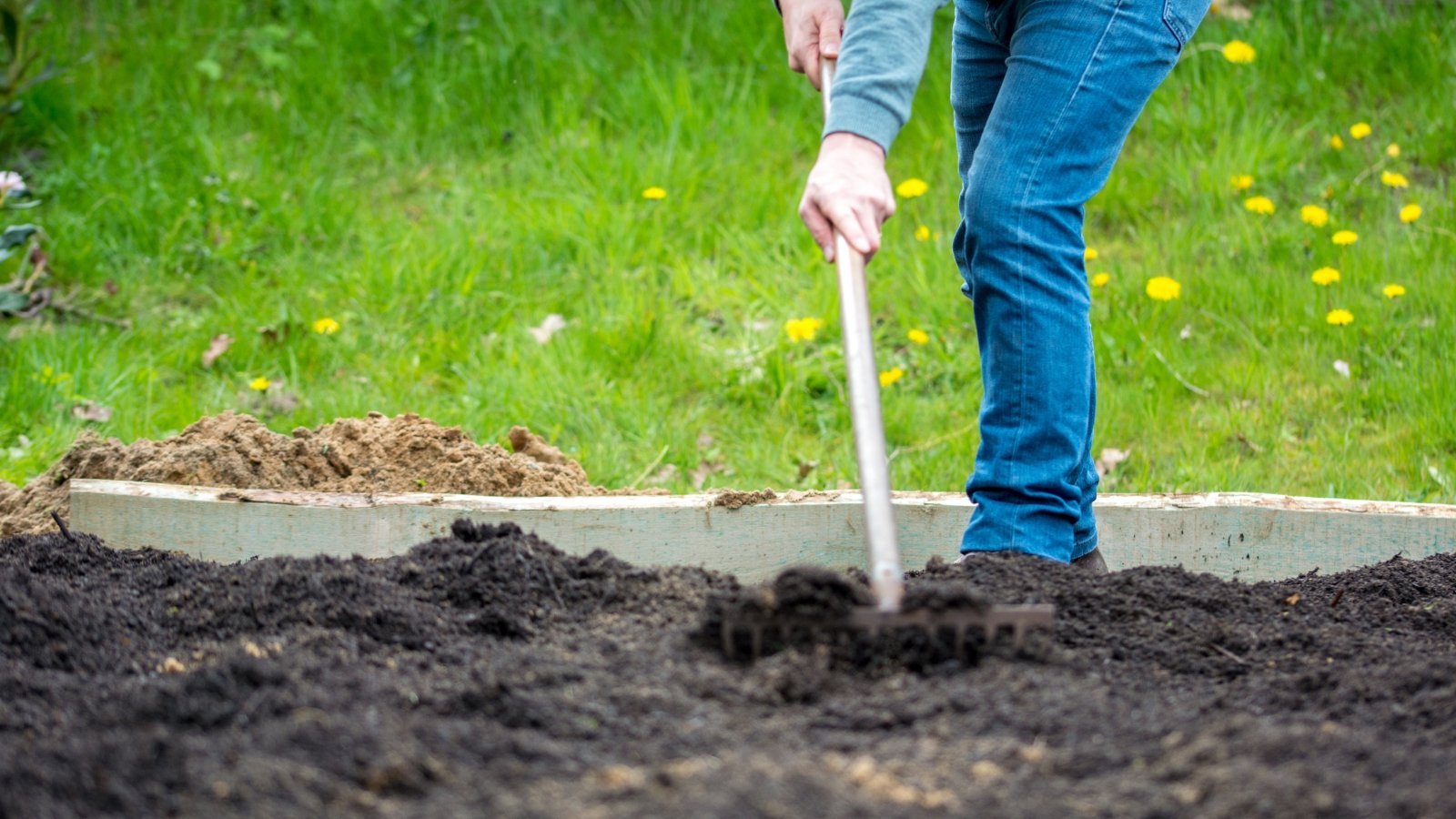 A woman in jeans uses a garden rake to spread a layer of dark black compost evenly over the soil surface.