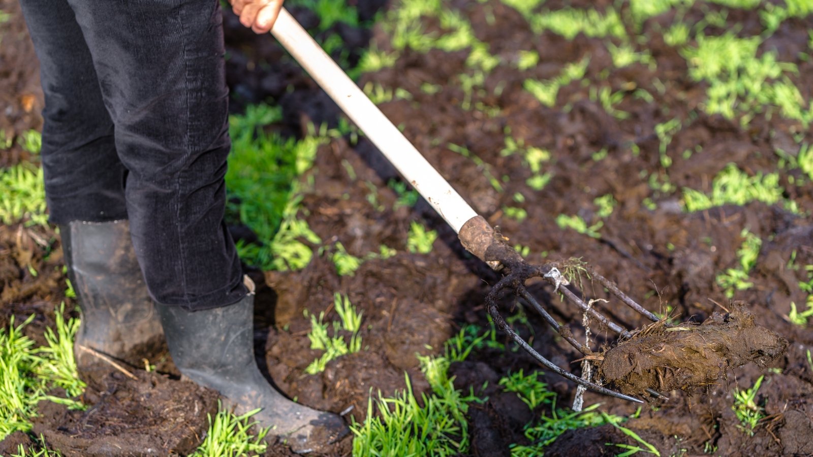 A gardener uses a pitchfork to spread animal manure evenly over the soil surface to enrich and fertilize it.