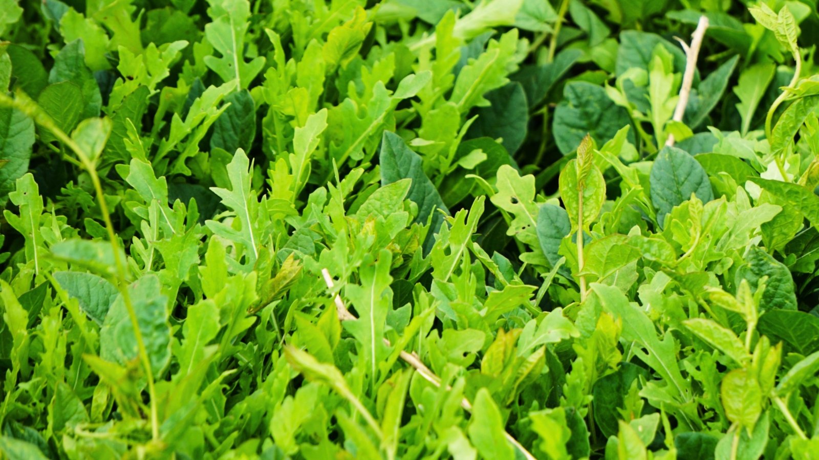 Clusters of tender, elongated green leaves with deeply lobed, serrated edges growing densely in a garden bed.