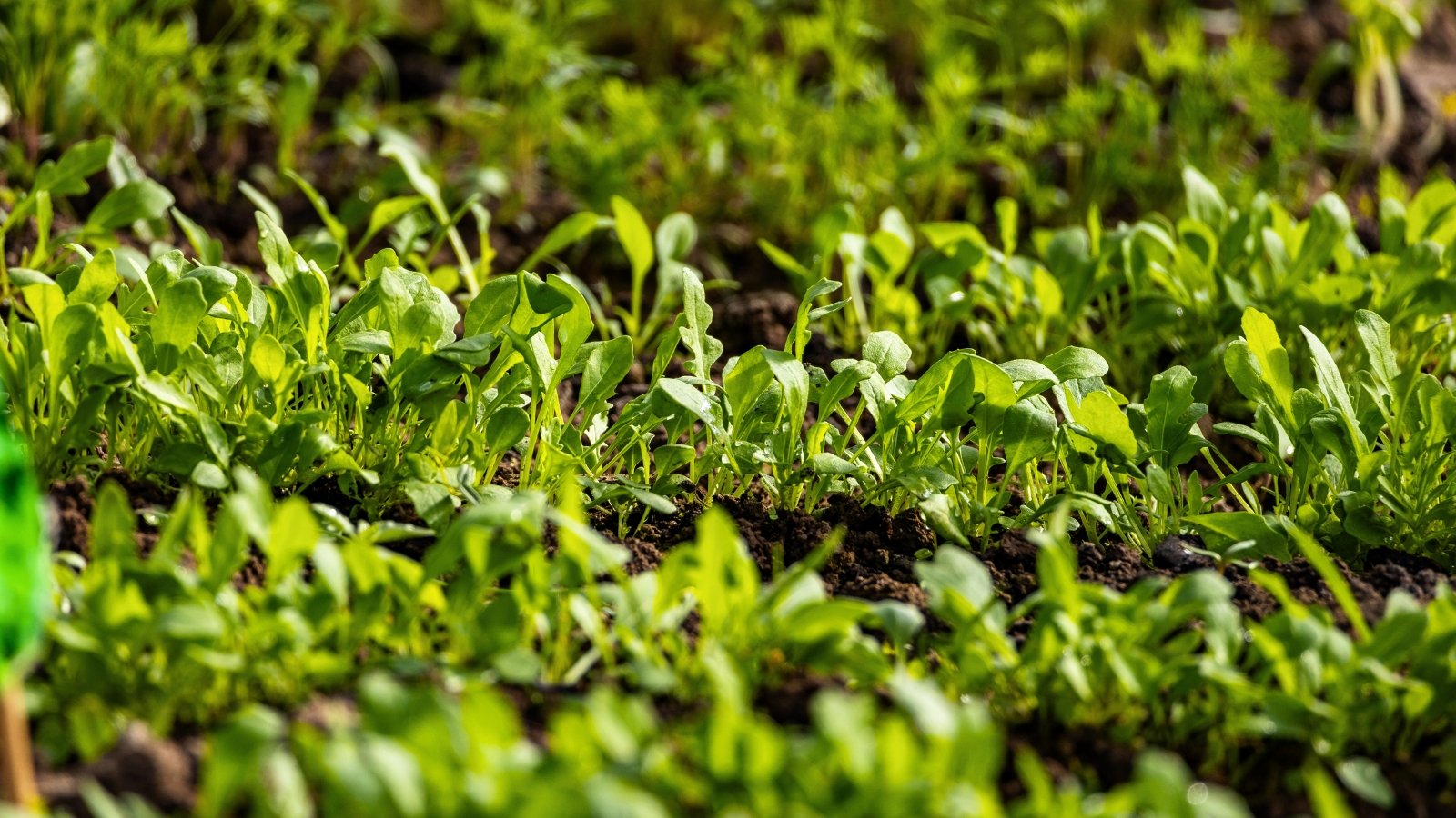 A field of young, vibrant green seedlings with rounded leaves and slender stems growing in neat rows from dark brown soil.