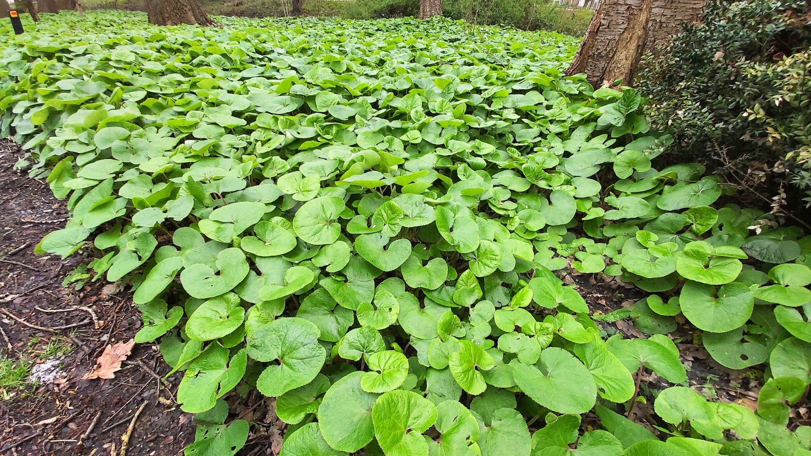 Low-growing ground cover with broad, heart-shaped green leaves and short, sturdy stems spreading across the soil.