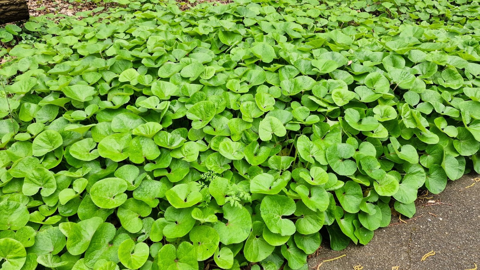 Low-growing plant with broad, heart-shaped green leaves forming a dense groundcover.