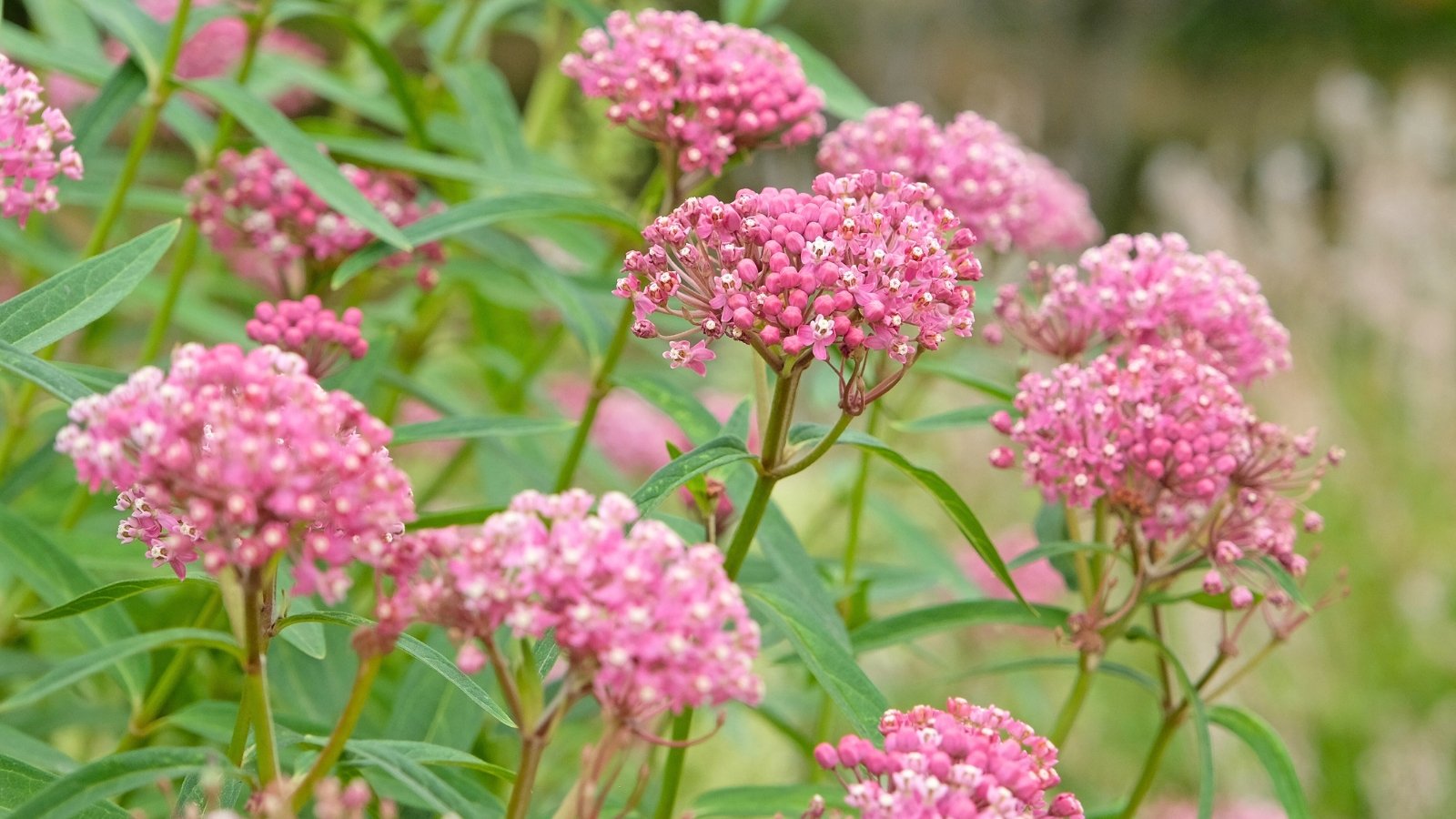 Dense, domed clusters of tiny, star-shaped pink flowers are surrounded by long, narrow green leaves.