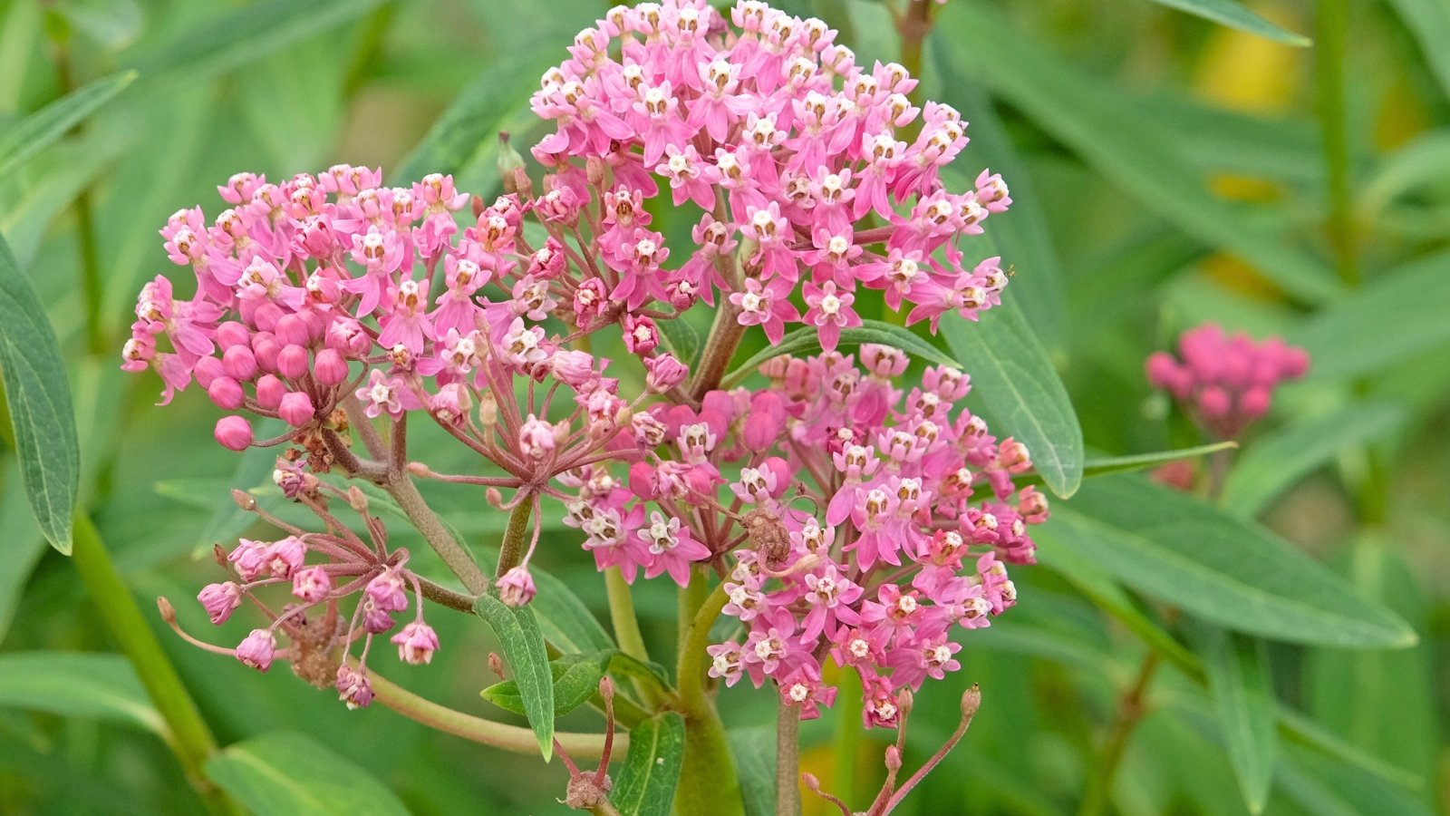 A large cluster of small, pale pink star-shaped flowers with white centers and darker pink accents on thick stems.