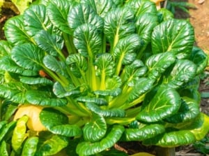 Close-up of Tatsoi plant, one of the popular Fall Asian greens, showing dense rosettes of dark green, spoon-shaped leaves with short, sturdy stems.