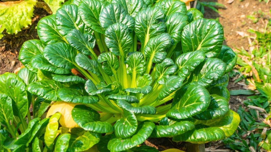 Close-up of Tatsoi plant, one of the popular Fall Asian greens, showing dense rosettes of dark green, spoon-shaped leaves with short, sturdy stems.