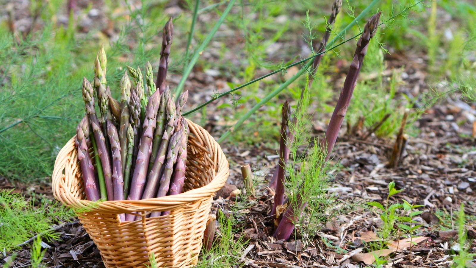 Freshly harvested purple-tinted, slender spears with pointed tips lie in a basket next to green, feathery young shoots emerging from the garden bed.
