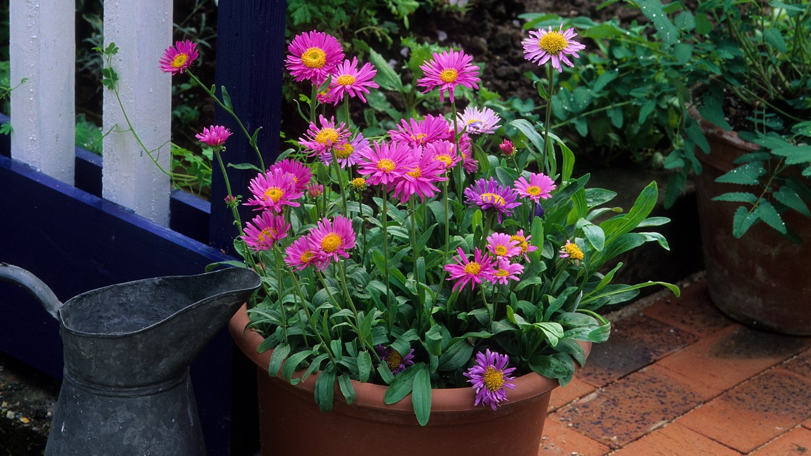 A pot of small pink and purple flowers with ray-like petals radiating from bright yellow centers.