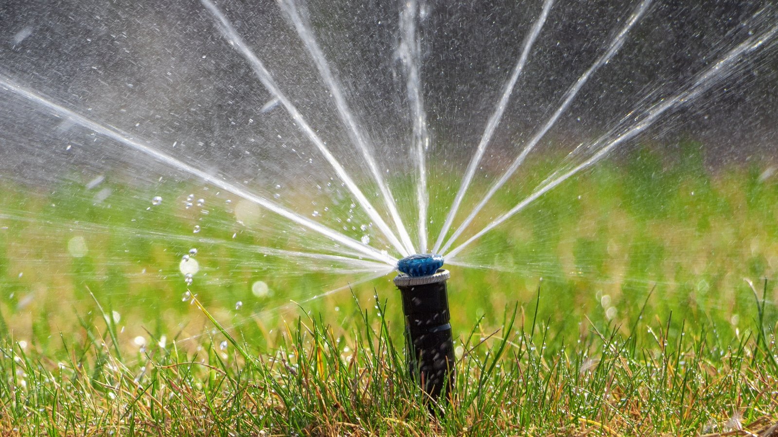 An automatic sprinkler system sprays arcs of water across a green lawn, evenly irrigating the grass.