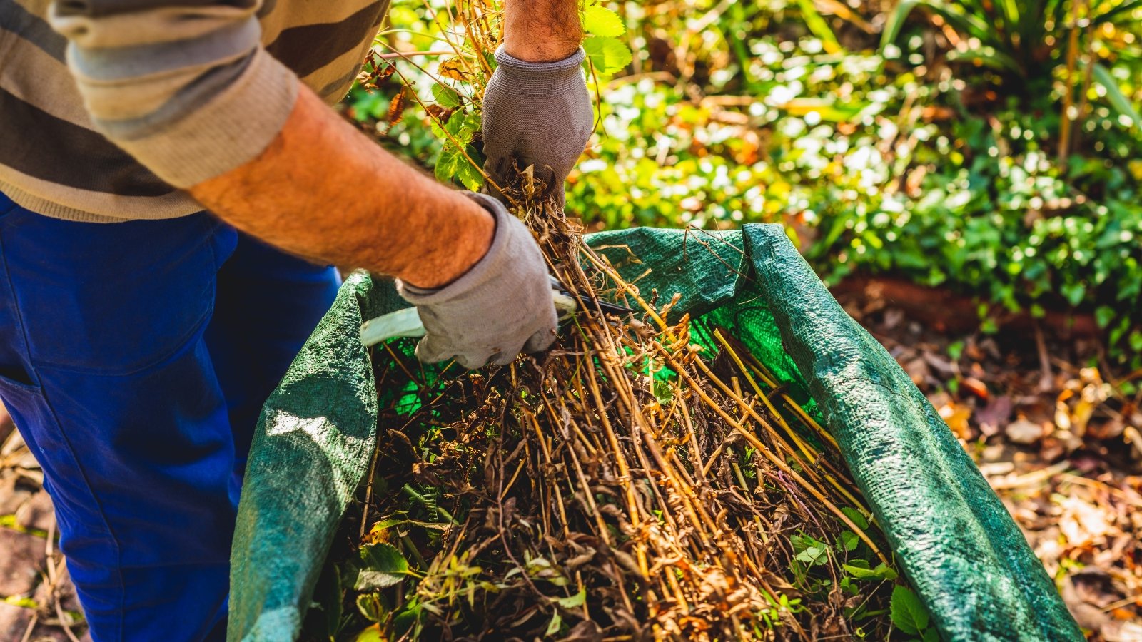 Gardener in grey gloves tidying the autumn garden, gathering dry branches and fallen leaves into a large green bag.