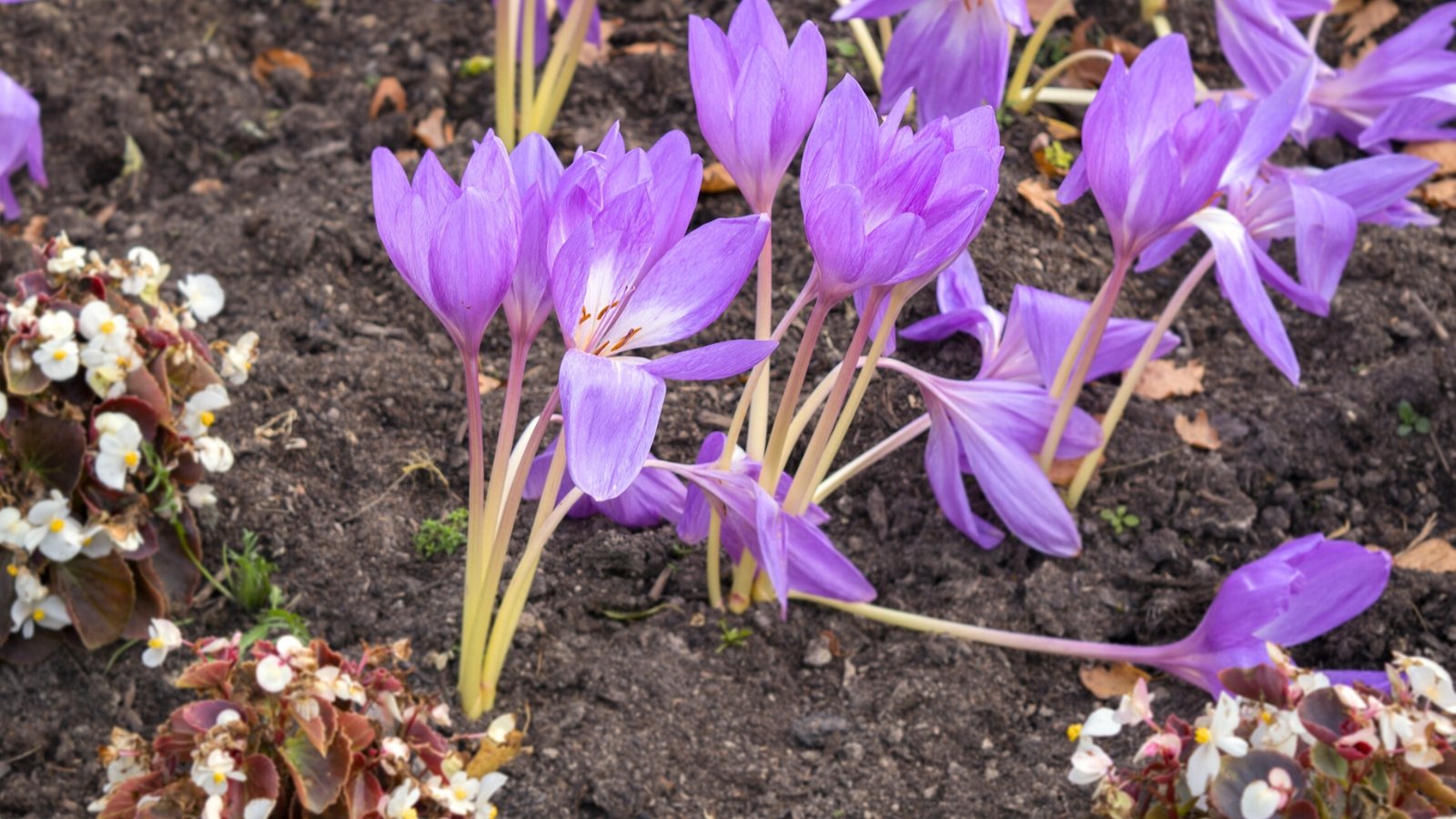 Bare stems hold delicate lavender blossoms with yellow throats, shining under the autumn sun in moist gray-brown soil.