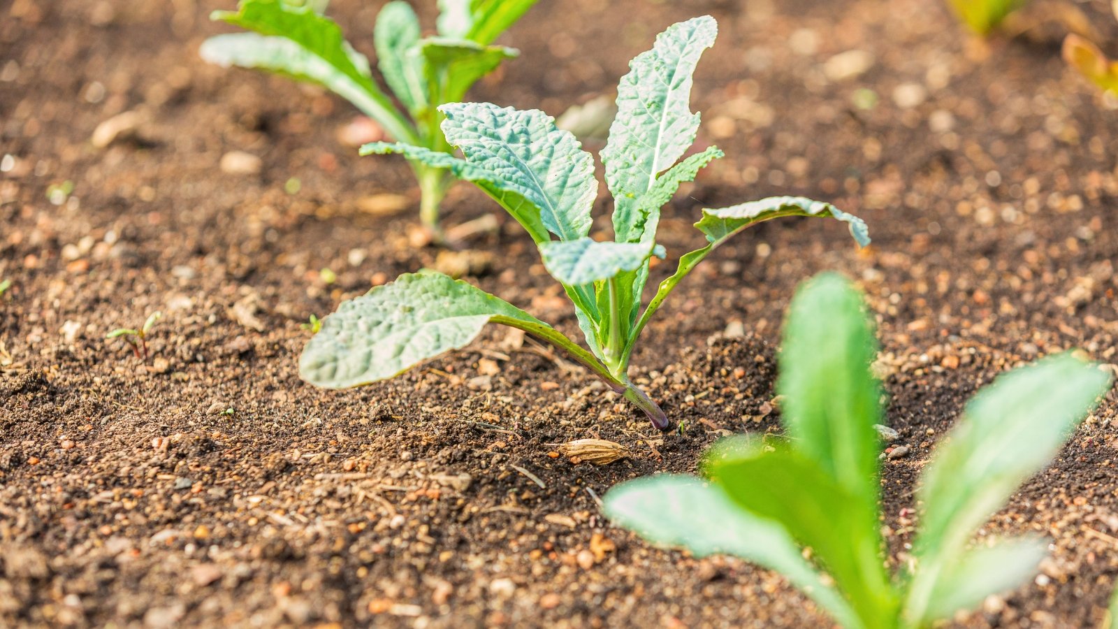 Young leafy greens with small, jagged, deep green leaves and slender stems emerging in clusters from the soil.