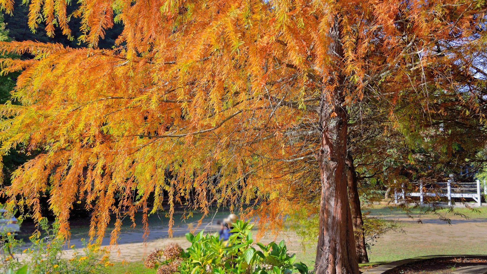 Tree with feathery, needle-like leaves on spreading branches turning from green to vibrant shades of orange and red in autumn.