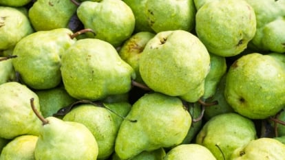 A large pile of harvested pear fruits shows their bell-shaped, greenish-yellow skins, stacked together.