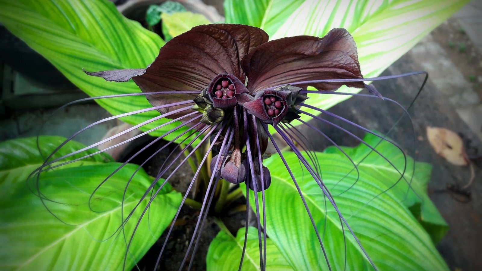 A strange dark purple bloom with large, wing-like petals and long, whisker-like tendrils hanging down.